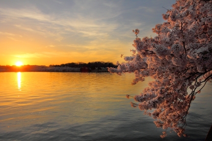 washington-dc-cherry-blossom-sunset